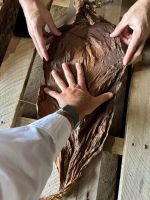 Dark Aired Cured Tobacco (DAC