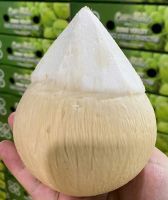 Diamond Coconut, Easy Open Coconut, Polished