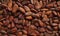 DRIED COCOA BEANS