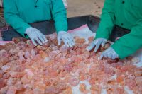 Gum Arabic both Hashab and Talha 