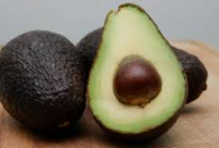 Fresh Avocado Wholesale Supplier Export Quality