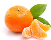 Fresh Mandarins Wholesale Supplier Export Quality
