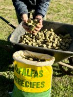Pure Alfalfa Cubes - Preserved Forage 25Kg Bag