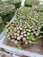 BIG 2-3 layers tower lucky bamboo natural evergreen ornamental plants