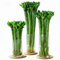 Multi Lotus bamboo natural evergreen ornamental plants