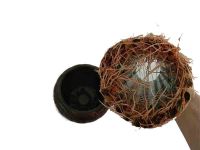 Fengshui Lun lucky bamboo natural evergreen ornamental plants