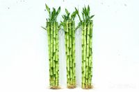 Straight lucky bamboo natural evergreen ornamental plants