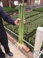 Multi Lotus bamboo natural evergreen ornamental plants