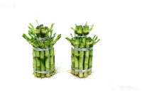 BIG 2-3 Layers Tower Lucky