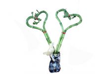 HEART SHAPE Lucky Bamboo Natural Evergreen