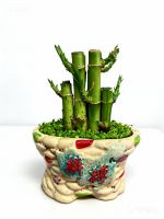 lucky bamboo bonsai natural evergreen ornamental plants