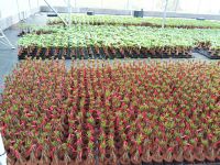 Money Tree Bonsai, Pachira Macrocarpa,