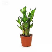 lotus bamboo bonsai natural evergreen ornamental plants