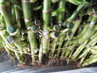 Braided lucky bamboo natural evergreen ornamental plants