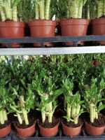 lotus bamboo bonsai natural evergreen ornamental plants