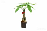 Money Tree Bonsai, Pachira Macrocarpa