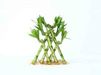 Pyramid lucky bamboo natural evergreen ornamental plants