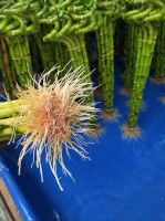 Spiral Dracaena Sanderiana Natural Evergreen Ornamental