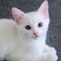 Cat Sitting Services in Dubai