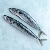Premium Frozen Mackerel Fish Export Selection