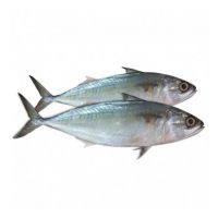 Premium Frozen Mackerel Fish Export Selection
