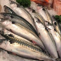 Premium Frozen Mackerel Fish Export Selection
