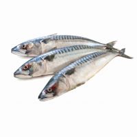 Premium Frozen Mackerel Fish Export Selection