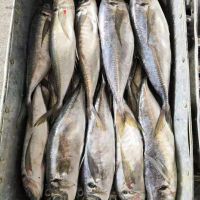 Premium Frozen Mackerel Fish Export Selection
