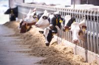 Compound Feed For Highly Productive Cattle