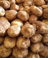 Fresh Potatoes