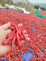 Whole Stemless Dried Chili Peppers high spicy level 