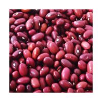 Discount price Red Kidney Bean wholesale bulk supply fresh stock