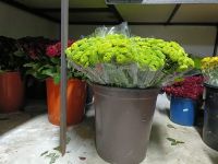 Fresh Cut Flowers for Export