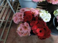 Fresh Cut Gerbera Flowers