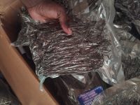 Tanzania Vanilla Beans