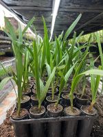 Palm Tissue Culture