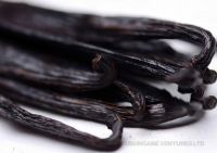 VANILLA GRADE A
