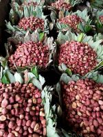 Kola Nut (Kola Nitida)