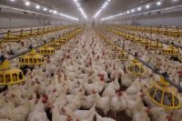 Chicken Supplier Wholesale