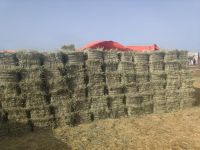 Rhodes Grass Hay / Rhodes Grass Forage