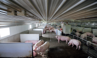 Prefabricated Steel Structure Building Pig Farm