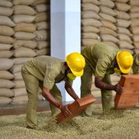 Arabica & Robusta Coffee Beans