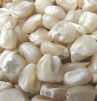 White maize or Corn