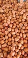 Lady Rosetta Processing Grade Potato