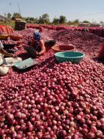 Onion