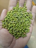 Green Mung Beans