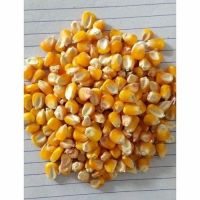 Maize, Yellow Maize, Corn