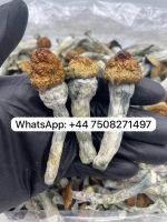 golden teacher