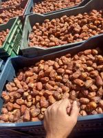 Egyptian semi dry dates