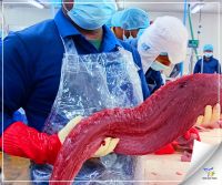 Yellowfin Tuna